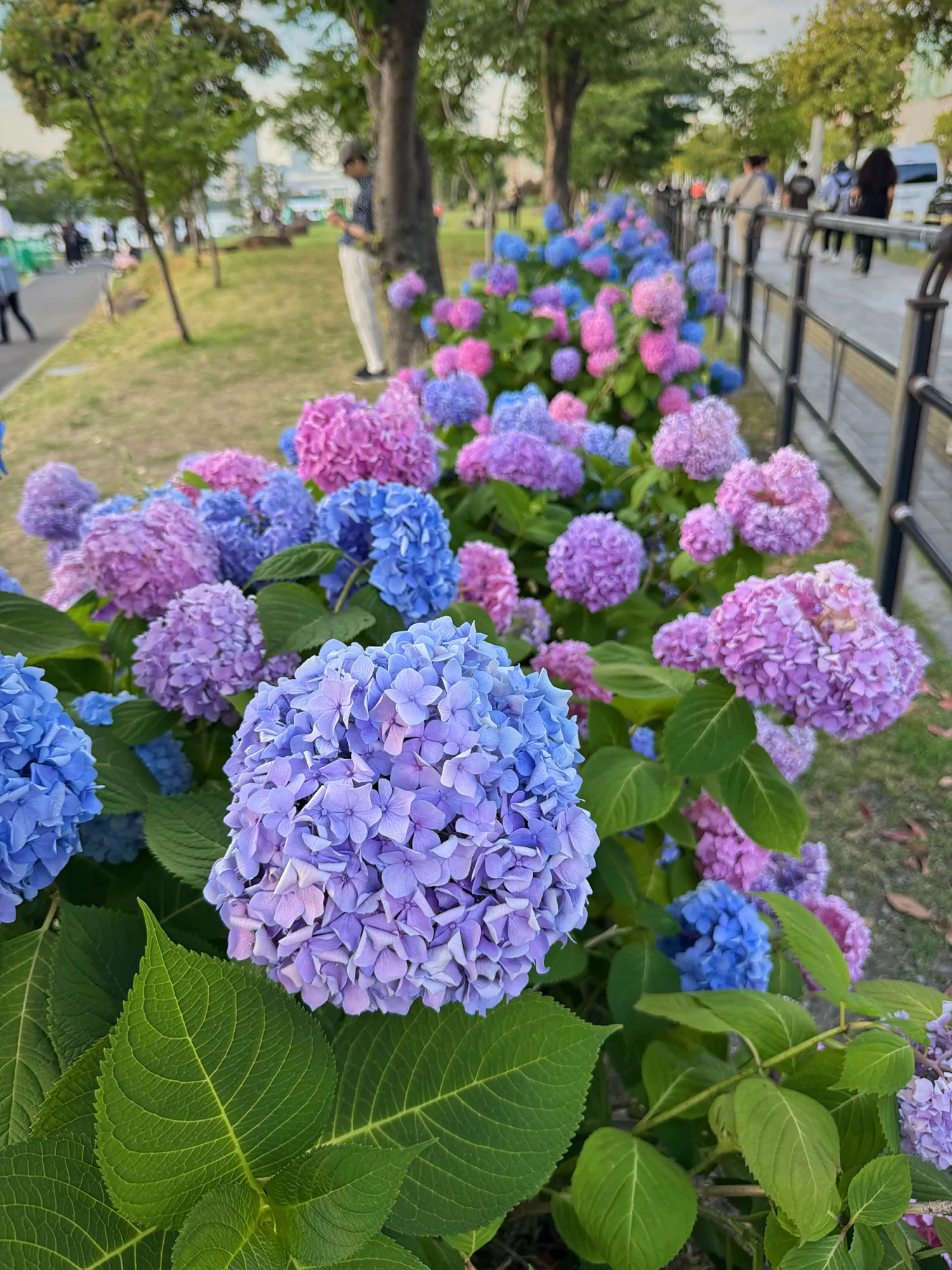 Blue, purple, and pink hydrangeas in bloom along a park path in Tokyo in early summer.