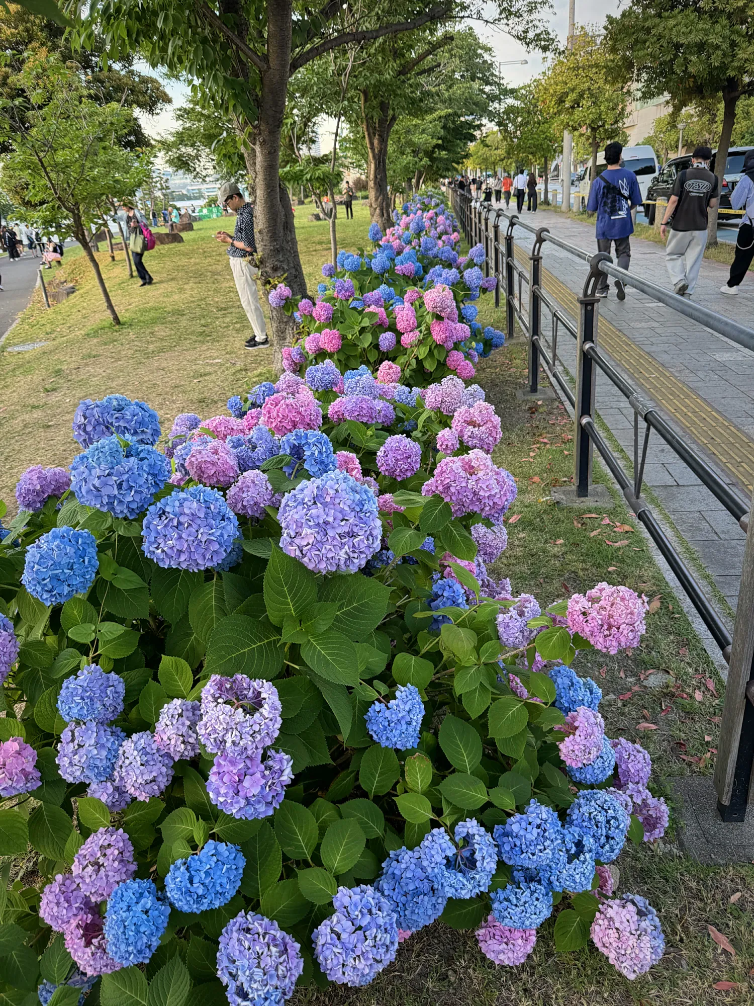 Blue and pink hydrangeas blooming along a tree-lined walkway in Tokyo.