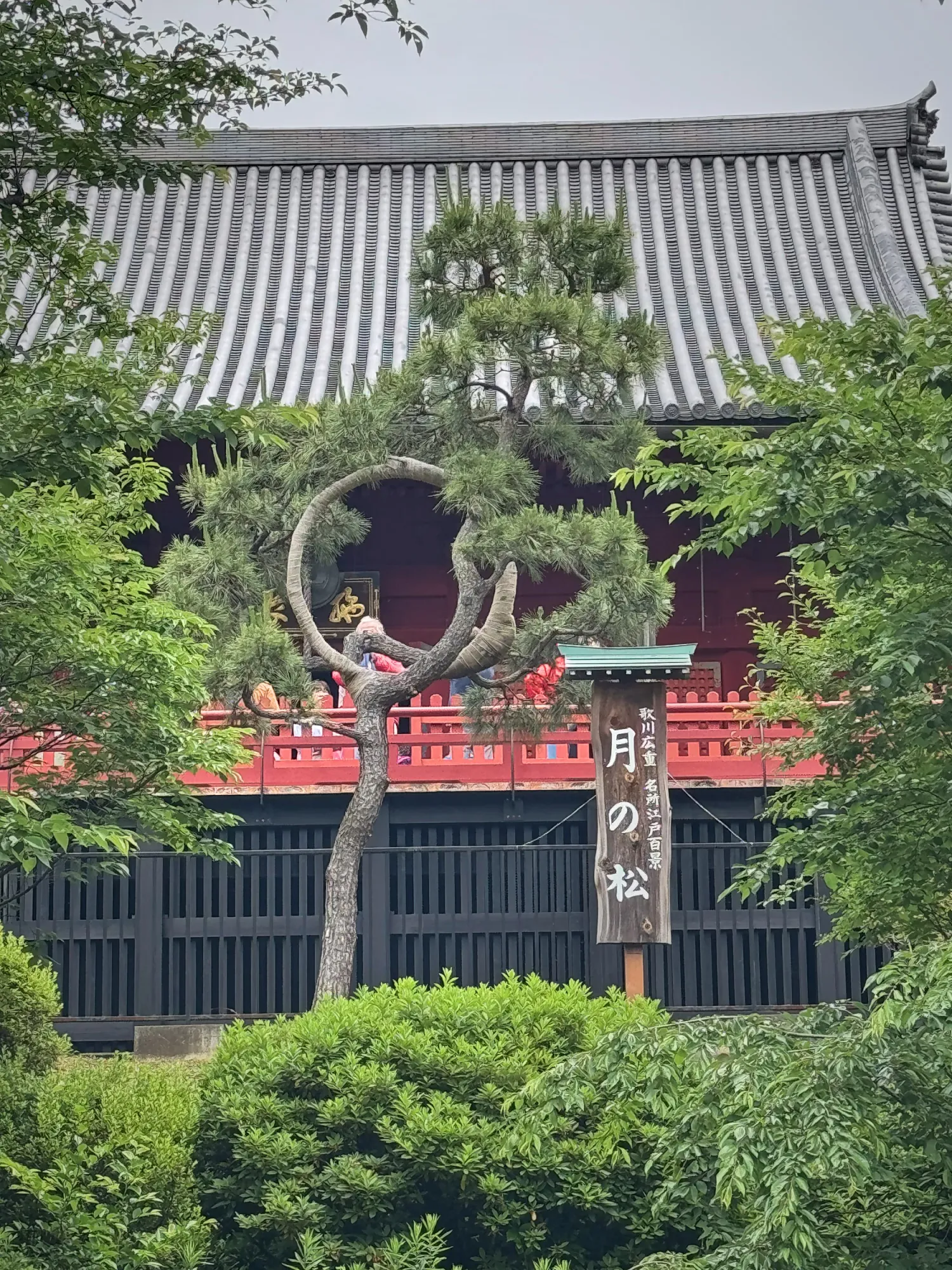 The Moon Pine, a pine tree trained into a circle, in front of the red hall of Kiyomizu Kannon-do in Ueno Park, Tokyo.