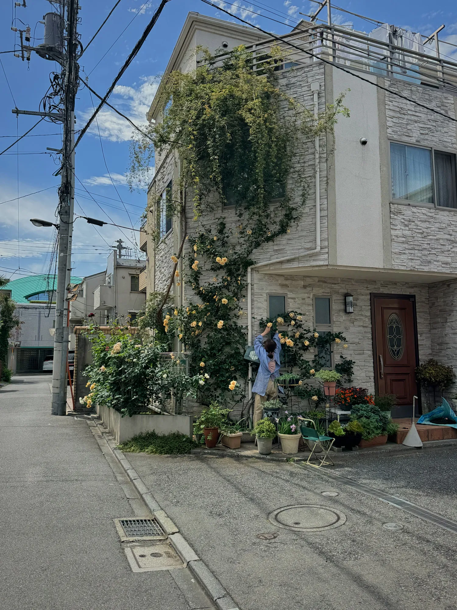 Climbing roses covering the front of a small house on a quiet Tokyo street in May.
