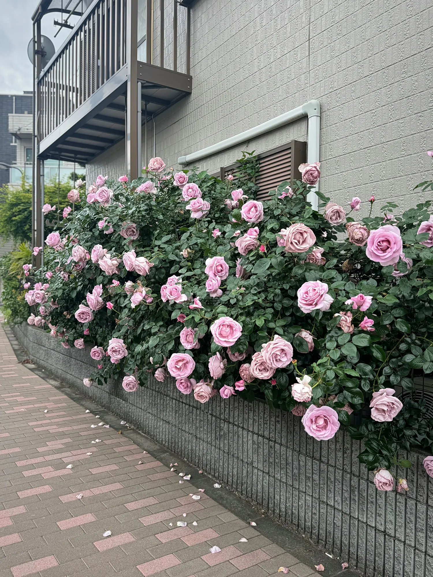 A pink rose bush in full bloom spilling over a low wall beside a brick sidewalk in Tokyo in May.