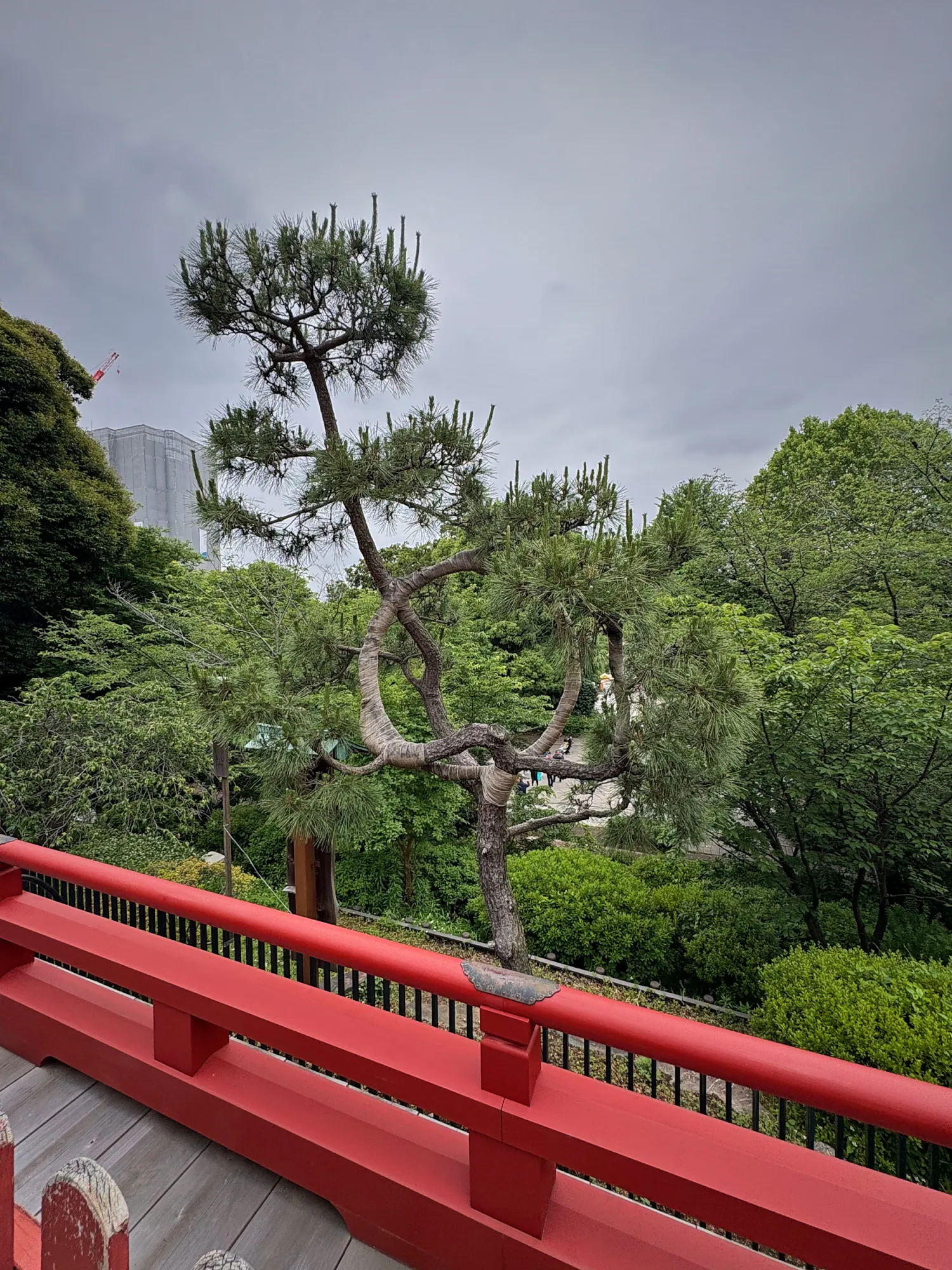 The Moon Pine, a pine tree trained into a circle, seen from the red railing of Kiyomizu Kannon-do above the green trees of Ueno Park in Tokyo.