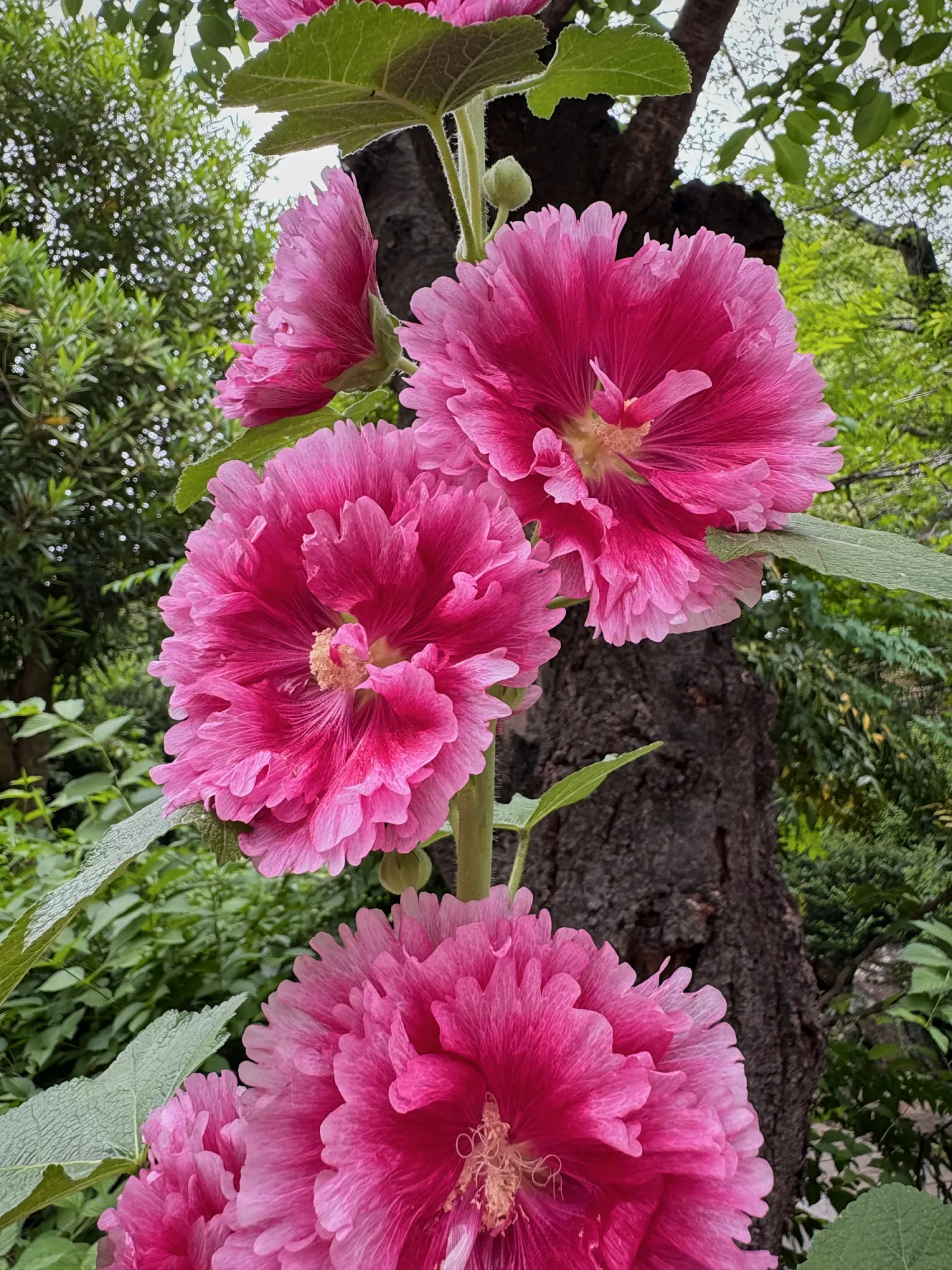 Tall pink hollyhock flowers in bloom beside a tree trunk in Ueno Park, Tokyo.