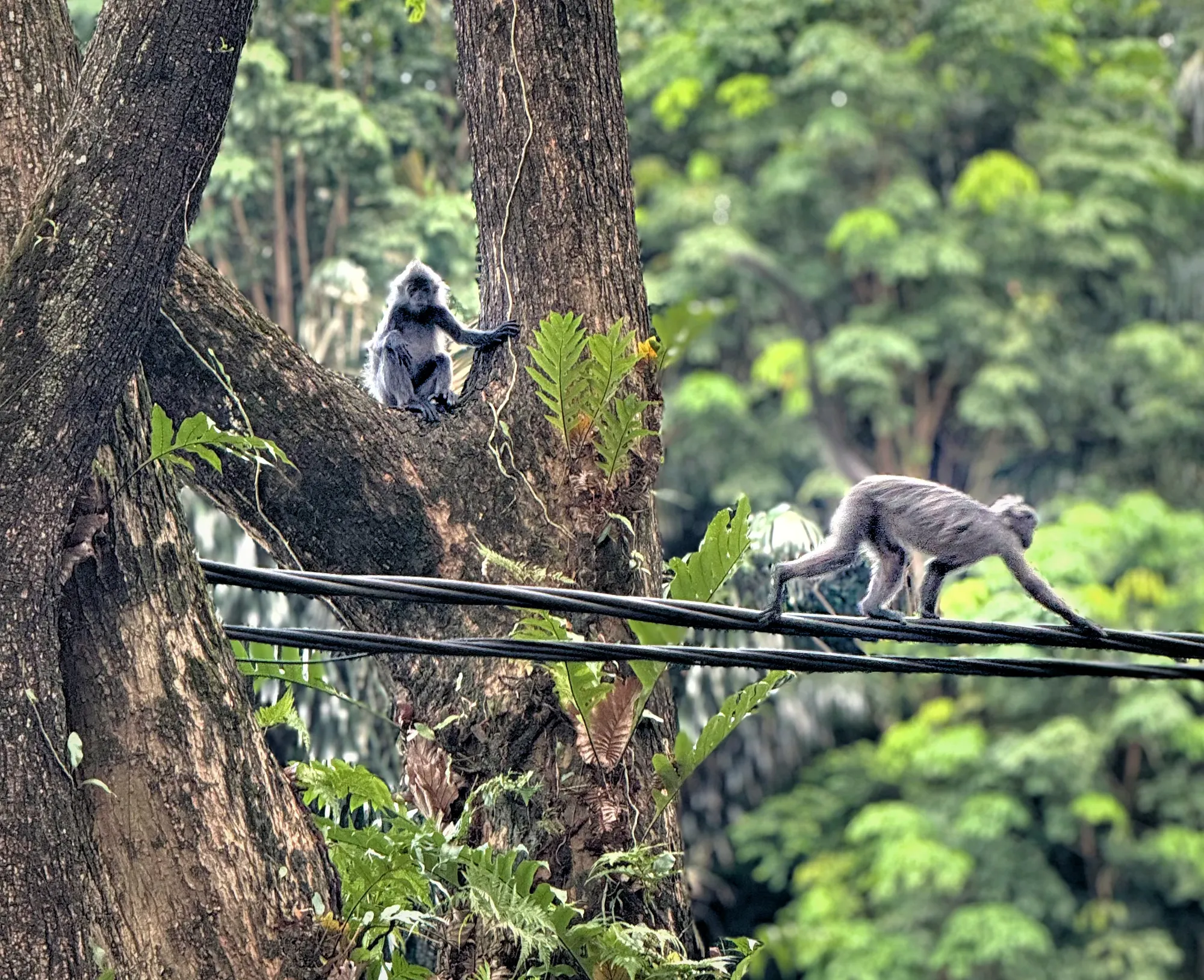 Two dusky leaf monkeys in the trees of KL Forest Eco Park, across the street from our monthly Airbnb in Kuala Lumpur.