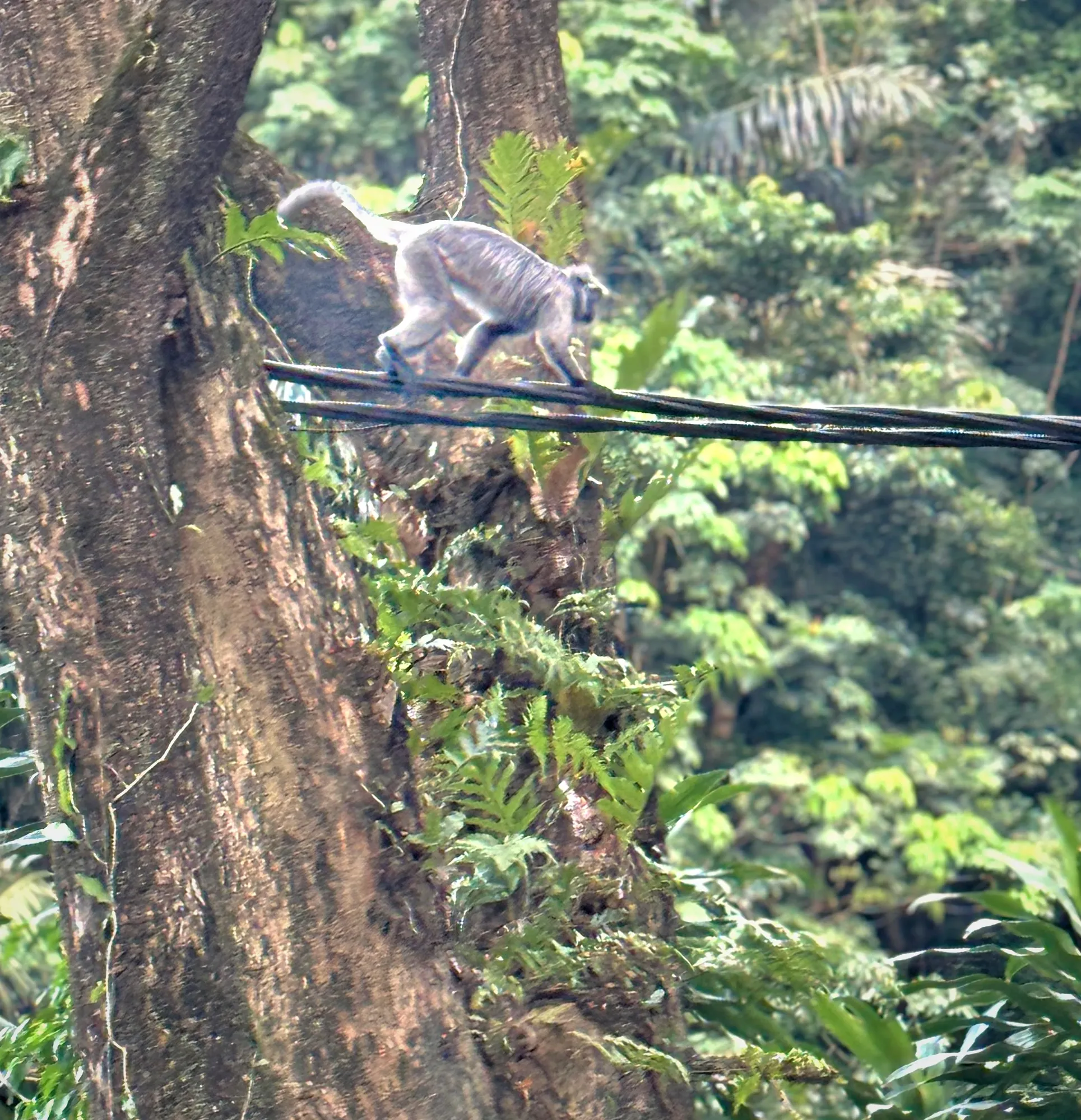 A dusky leaf monkey walking along a cable above the street beside KL Forest Eco Park in Kuala Lumpur.