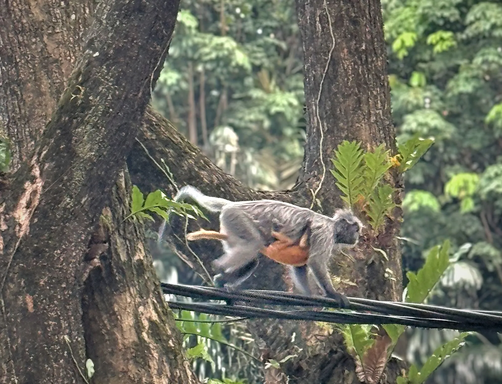 A silvered leaf monkey carrying her bright orange baby across overhead cables near KL Forest Eco Park in Kuala Lumpur.