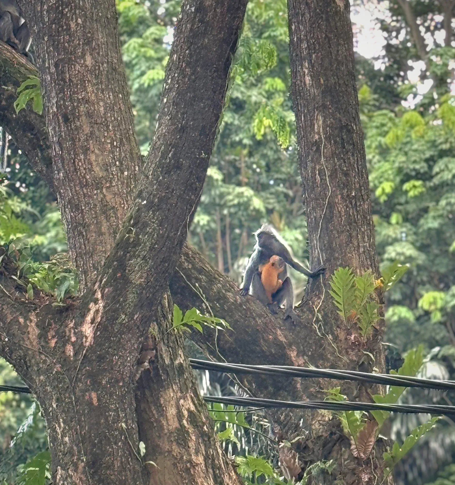 A silvered leaf monkey resting in a tree fork holding her bright orange baby at Bukit Nanas, Kuala Lumpur.